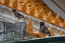 bird-temple-1.jpg