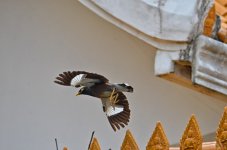 bird-temple-2.jpg
