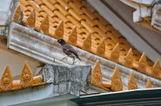 bird-temple-3.jpg