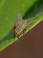 Fly.jpg