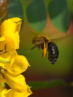 Bee.jpg