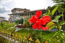 redflower-2.jpg