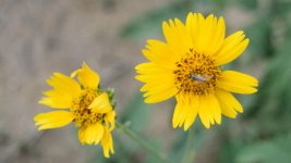 yellow-flower.jpg