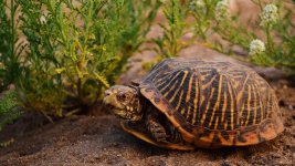 turtle-nif-fif.jpg