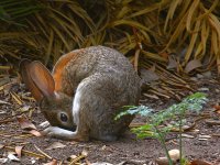 Rabbit.jpg