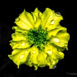 Day199-2.jpg