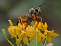 Wasp.jpg