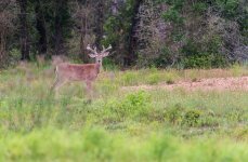 JJJ BUCK VELVET.jpg