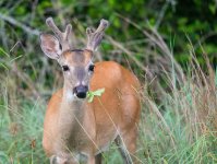 SOMERVILLE_SP_BUCK-1.jpg