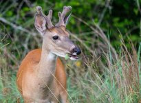 SOMERVILLE_SP_BUCK-3.jpg