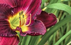 Flowers_067a_nik_crop2.jpg