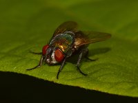 Fly.jpg