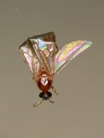 Fly3.jpg