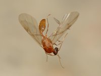 Fly4.jpg