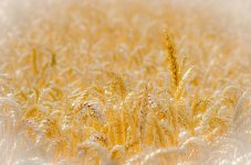 grain sticking out.jpg