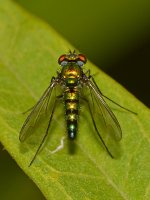 Fly7.jpg