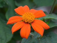 OrangeFlower.jpg