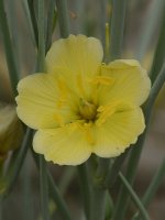 YellowFlower.jpg