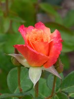Rose.jpg