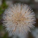 SeedHead.jpg