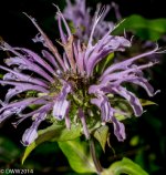 Bee Bomb (1 of 1).jpg