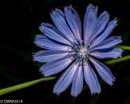 Flower Burst (1 of 1).jpg