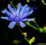 Tiny Queen (1 of 1).jpg