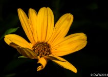 Yellow Queen (1 of 1).jpg