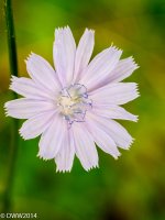 White Star (1 of 1).jpg