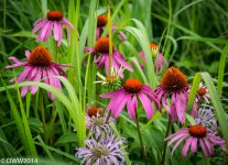 Pink (1 of 1).jpg