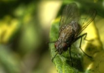 Fly tonemapped2.jpg
