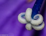 Star (1 of 1).jpg