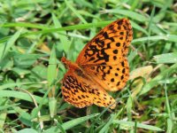 DSCN9579.jpg