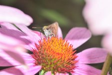 moth6.jpg