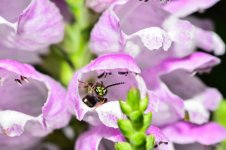 bee8.jpg