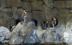 Penguins KC Zoo.jpg