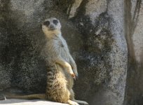 Muir Kat KC Zoo.jpg