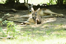 Kangaroo KC Zoo.jpg