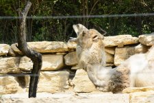 Camel KC Zoo.jpg