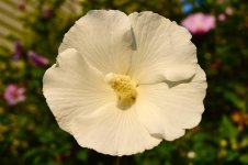 DSC_0268.jpg