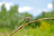 DSC_0350.jpg