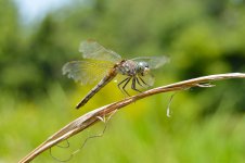 DSC_0347.jpg