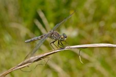 DSC_0354.jpg