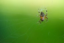 SpiderBackYard 005.jpg