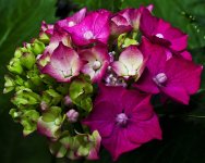 DSC_9725.jpg