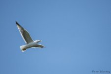 DSC_0042.jpg