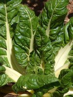 Kale.jpg