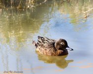 Lone Duck LOL.jpg