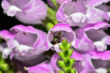 bee13.jpg
