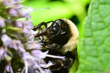 bee17.jpg